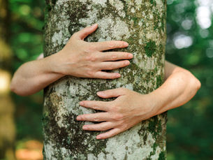 Podcast: Hazardous and huggable: The dual nature of trees